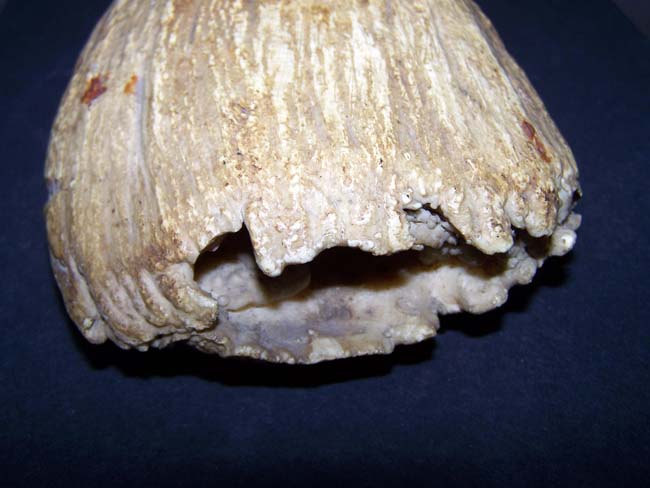 A MASSIVE Raw Antique Sperm Whale Tooth measuring 9 3/4" and weighing a whopping 3 pounds 1.2 ounces. — image 3